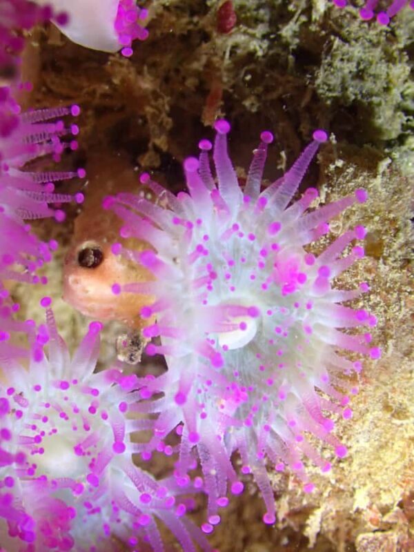 Double Shore Dive with Equipment - The Sum Up