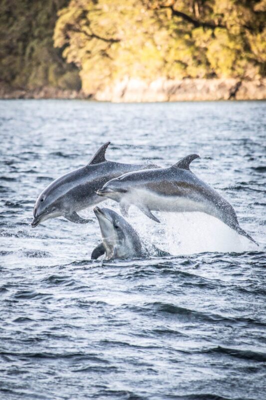 Doubtful Sound Wilderness Cruise Guided Day Tour - Weather shapes what you see