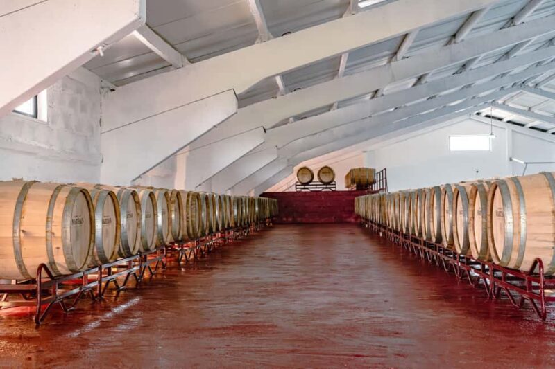 Douro: Martha's Harvest - DOC Wine Tour and Tasting - Introduction: What You Can Expect from Marthas Harvest Tour