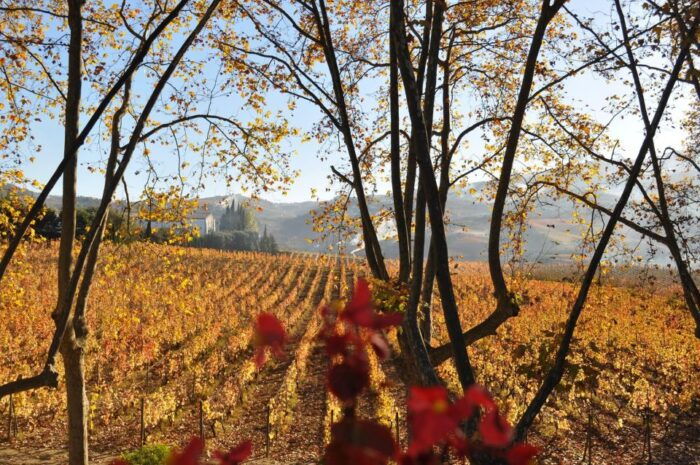 Douro - Pacheca: luxury walking with full lunch and wines - FAQ
