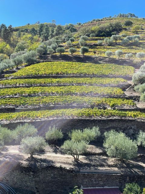 DOURO: TOUR FD DOURO VINEYARD MERCEDES V EXT LONG - Inclusions