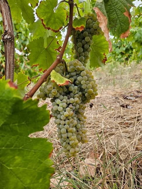 Douro: Traditional Harvest Lunch at Quinta de Sobre a Fonte - Who Is This Tour For?