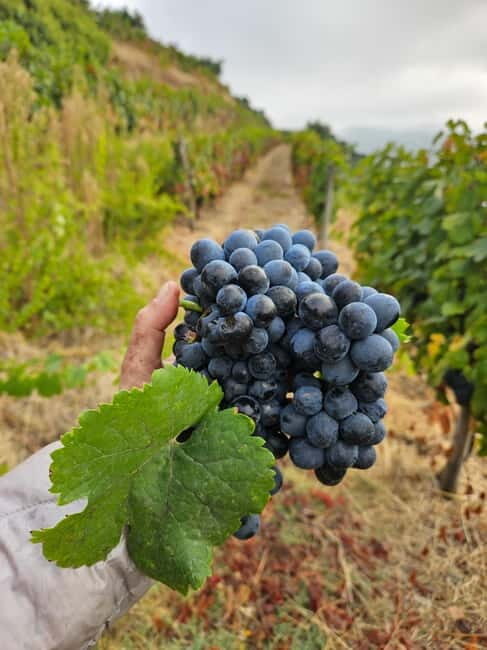 Douro: Traditional Harvest Lunch at Quinta de Sobre a Fonte - FAQ