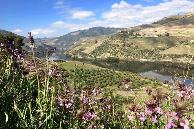 Douro Valley and Régua Panoramic Cruise With Lunch From Porto - Customer Reviews and Recommendations