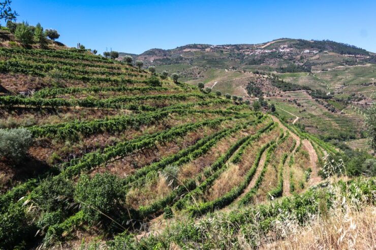 Douro Valley: Douro Valley Tour Including 3 Wineries - Wine Tasting Experience Details