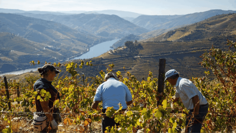 Douro Valley : Exclusive and Sustainable experience - Visiting Quinta da Seara Dordens: Wine Tasting & Family Heritage