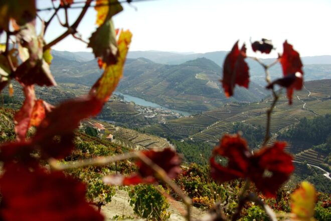 Douro Valley: From Casal De Loivos to Pinhão Walk and Wine - Suitability and Restrictions