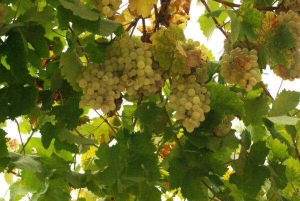 Douro Valley: From Casal De Loivos to Pinhão Walk and Wine - Cultural Landscape of Alto Douro
