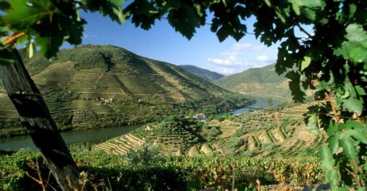 Douro Valley: Full-Day Private Tour From Porto - Tour Description