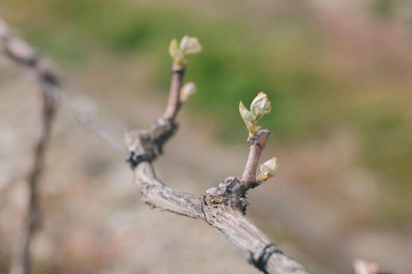 Douro Valley: PORT WINE DISCOVERY JOURNEY - Frequently Asked Questions