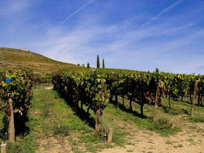 Douro Valley: Private Tour 2 Vineyards & River Cruise - Traditional Rabelo Cruise