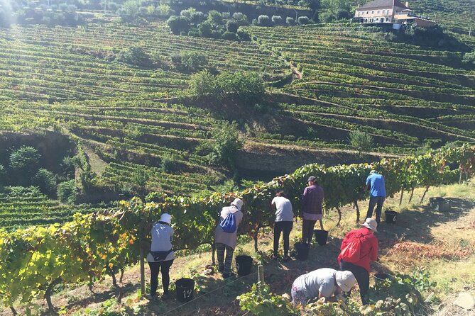 Douro Valley Private Tour - Customer Reviews