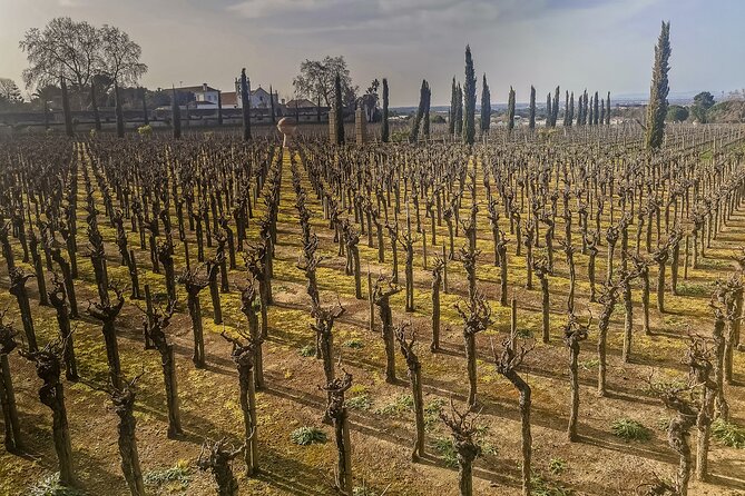 Douro Valley Private Tour From Lisbon - Pricing Details