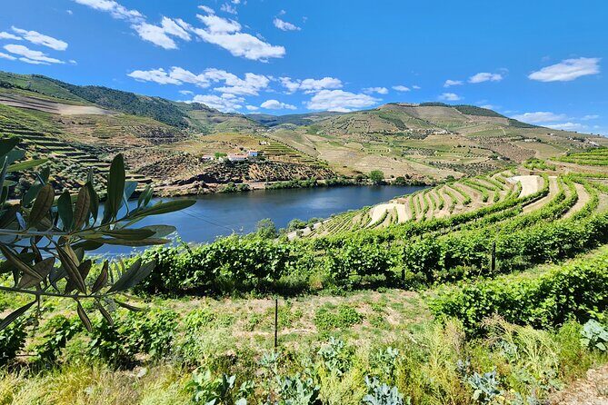 Douro Valley Private Tour (winery + boat + viewpoint) - Practical Details and Tips