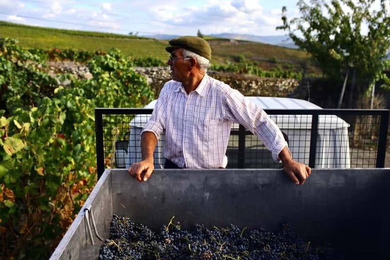 Douro Valley: Provesende and São Cristóvão Guided Hike - Introduction: A Scenic Journey in the Douro Valley