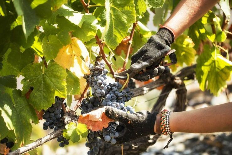 Douro Valley: Quinta De S. Luiz Winery Tour and Tasting - Tour Overview