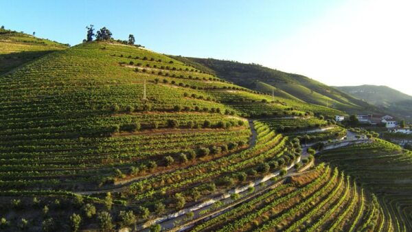 Douro Valley: Quinta De S. Luiz Winery Tour and Tasting - Not Suitable For