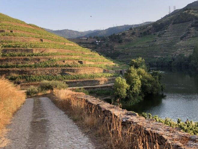 Douro Valley: Quinta Do Tedo Wine Experience With Picnic - Tips for Participants