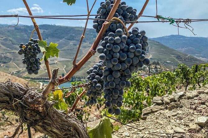 Douro Valley Semi-Private Tour With Two Wineries, Lunch and Optional Cruise - Booking and Reservation