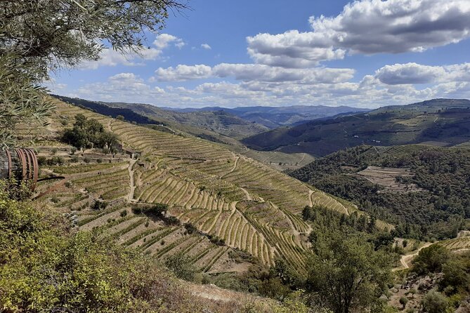 Douro Valley Semi-Private Tour With Two Wineries, Lunch and Optional Cruise - Tour Experience
