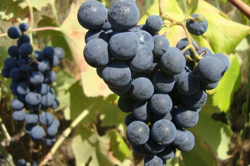 Douro Valley Small Group Day Tour with Lunch from Porto - A three-course lunch with local wine