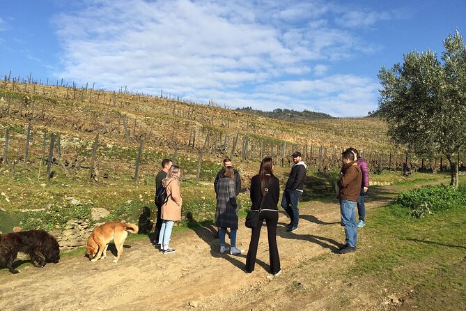 Douro Valley: Small-Group Tour Wine Tasting, Lunch & River Cruise - Port Wine Experience