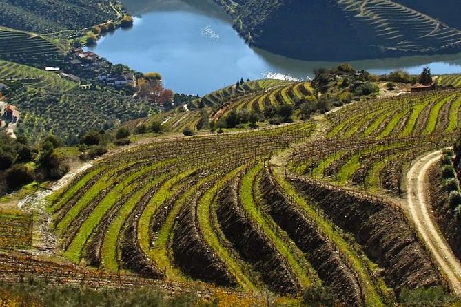 Douro Valley Small Group Tour With Wine Tasting From Porto - What To Expect