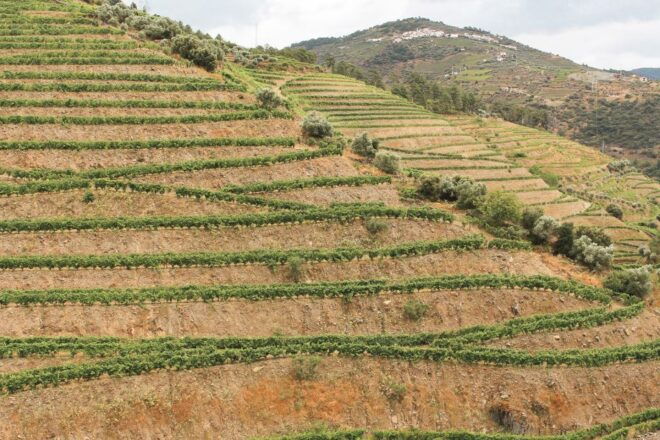 Douro Valley: Small-Group Wine Tasting Tour, Lunch & Boat - Highlights of the Wine Tasting Tour