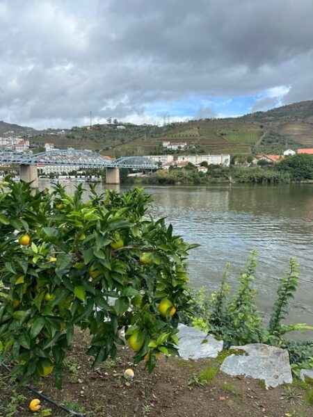 Douro Valley Tour - Winery Visit and Wine Tasting