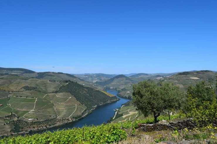 Douro Valley: Tour With 2 Wineries, Lunch and Tastings. - Good To Know