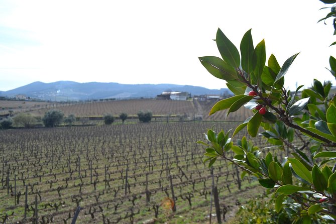 Douro Valley Tour With Visit to Two Vineyards, River Cruise and Lunch at Winery - Customer Reviews and Recommendations