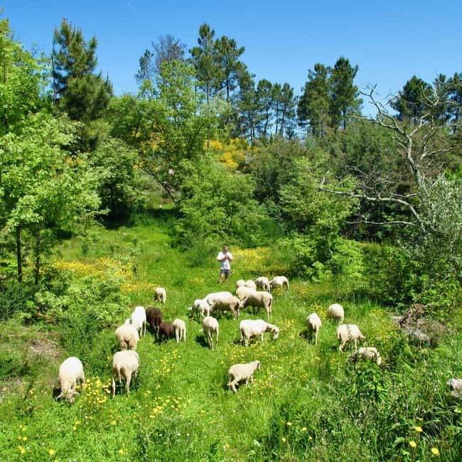 Douro Valley: Traditional Cooking Class, Farm Tour & Lunch - The Value of the Experience