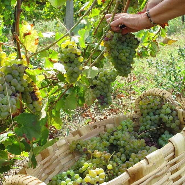 Douro Valley: Traditional Cooking Class, Farm Tour & Lunch - Authenticity and Connection