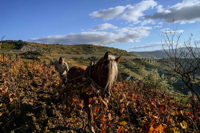 DOURO VALLEY W/ 2 Small Wineries 1h Typical Boat Cruise Lunch - Common Questions