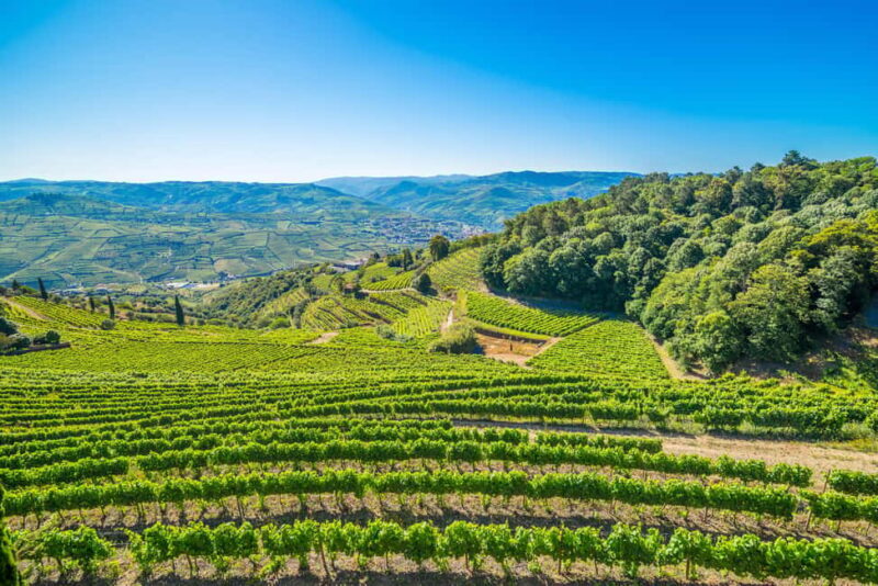 Douro Valley: Walk Through The Vineyards And Woods - Discover the Douro Valley: Walk Through The Vineyards And Woods