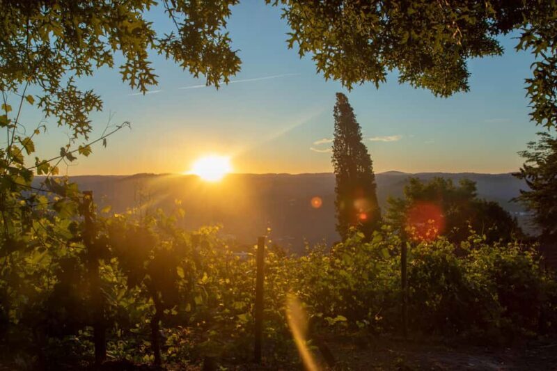 Douro Valley: Walk Through The Vineyards And Woods - Walking Through the Vineyards and Woods