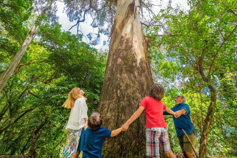 Douro Valley: Walk Through The Vineyards And Woods - Final Thoughts: Why Choose This Experience?