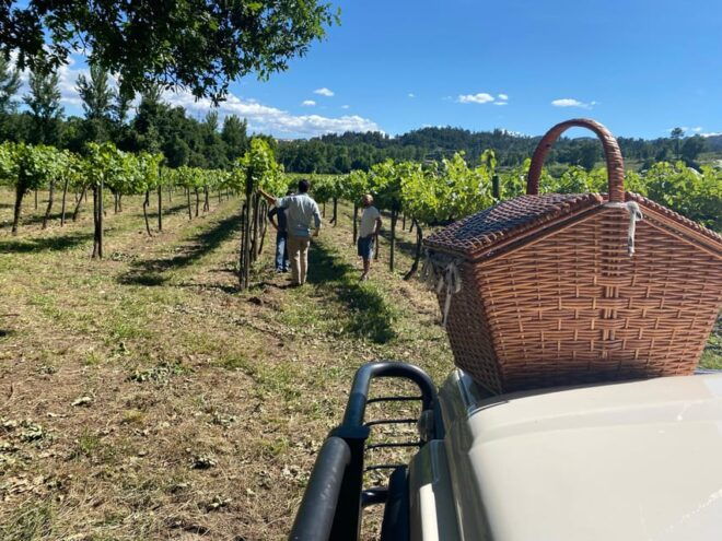 Douro Valley Wine Safari With Wine Tastings and Lunch - Wine Tastings and Pairings