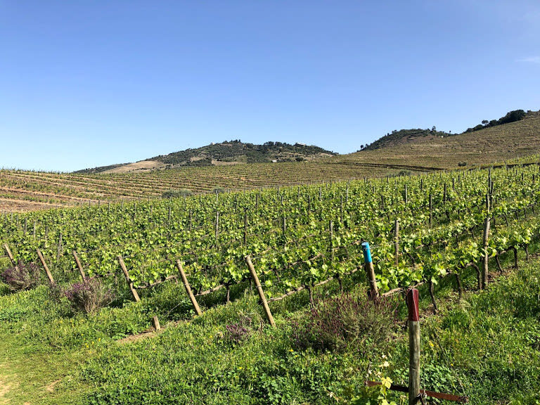 Douro Valley Wine Tasting, Boat trip & Lunch Day Tour from Porto - Table wine, honey and olive oil