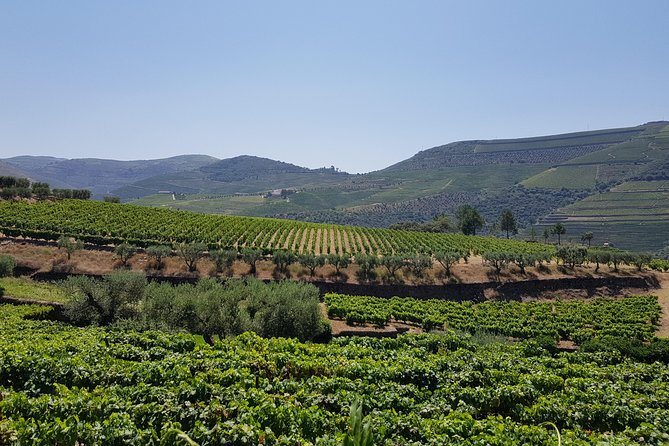 Douro Valley Wine Tour: Visit to Three Vineyards With Wine Tastings and Lunch - Additional Information