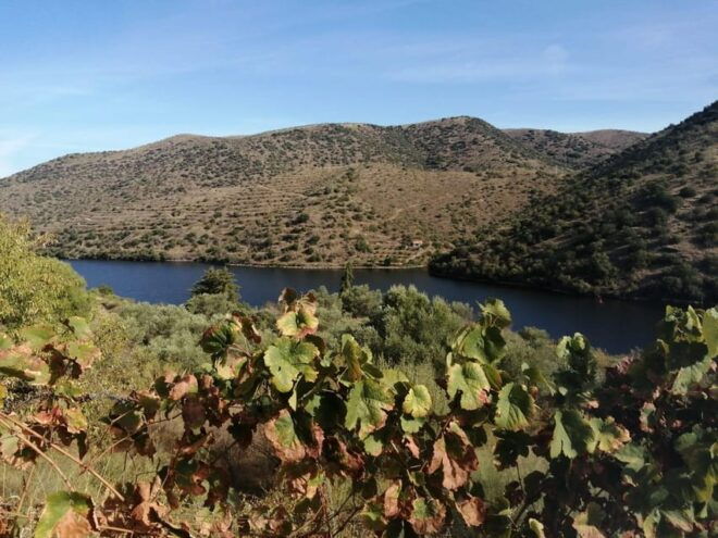 Douro Valley Wine Tour With Traditional Lunch - Itinerary Highlights