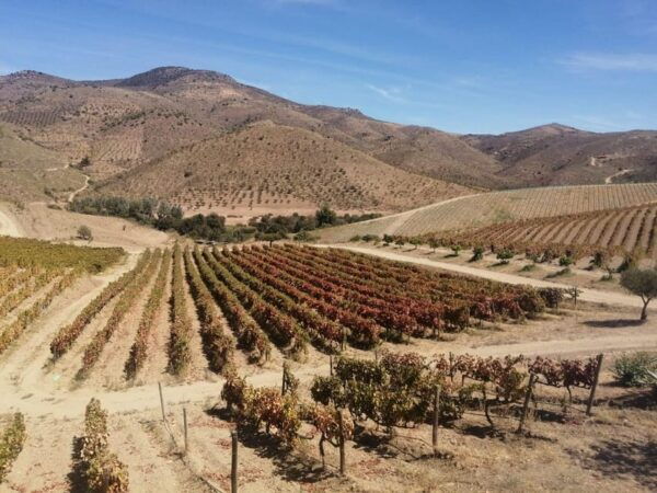Douro Valley Wine Tour With Traditional Lunch - Pricing and Cancellation