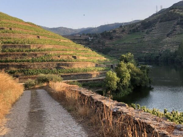 Douro Valley: Winery Tour at Quinta Do Tedo and Tastings - The Sum Up