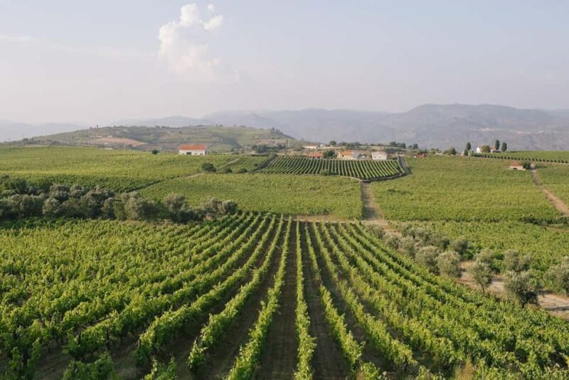 Douro Valley: Winery Tour with Port Wine Tasting and Picnic - A Detailed Look at the Douro Valley Winery Tour