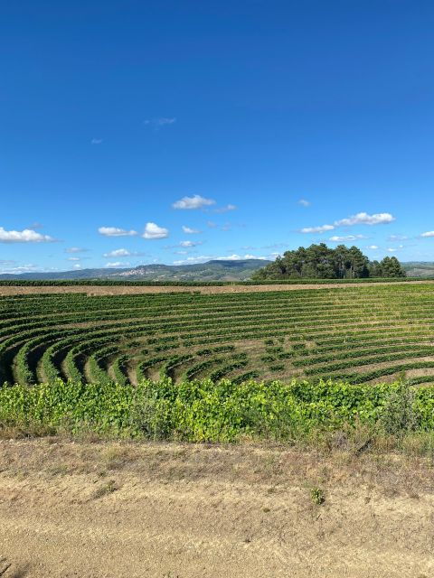 Douro - walking with full fancy lunch and premium wines - Practical Details: What You Need to Know