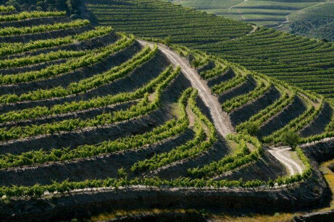 Douro: Wine Tasting and River Cruise Experience - Frequently Asked Questions
