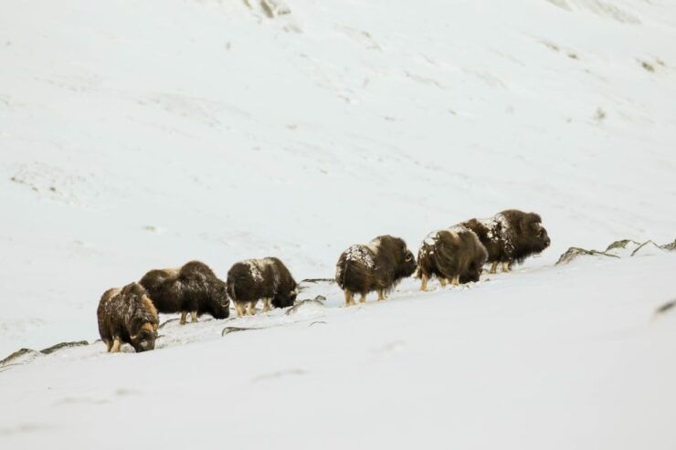 Dovrefjell Nation Park: Snowshoe Hike and Musk Ox Safari - Activity Details