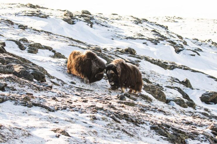 Dovrefjell Nation Park: Snowshoe Hike and Musk Ox Safari - Experience