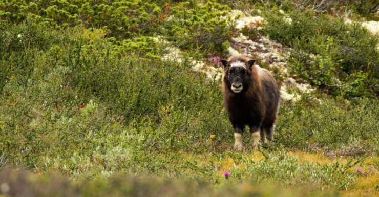 Dovrefjell National Park: Hiking Tour and Musk Ox Safari - Activity Details
