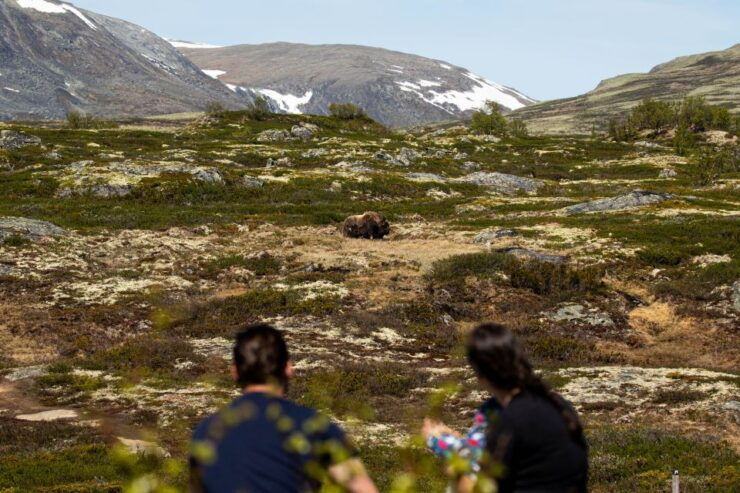 Dovrefjell National Park: Hiking Tour and Musk Ox Safari - Experience Highlights